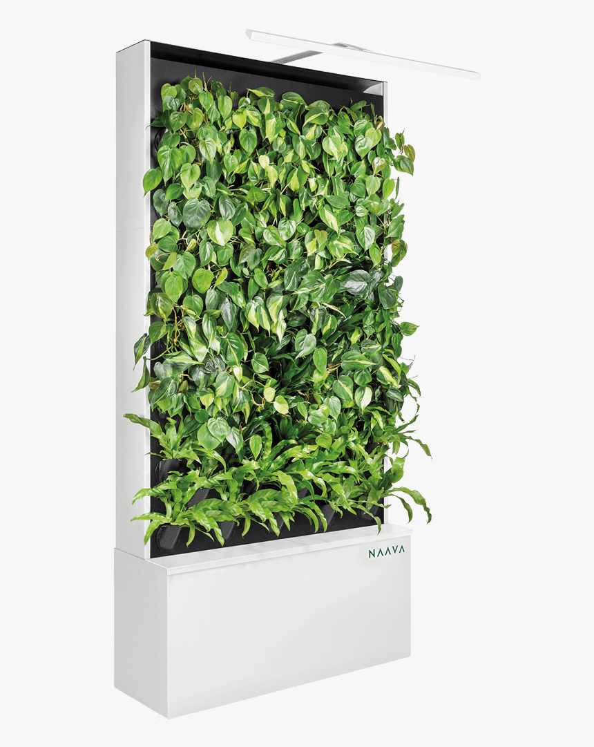 Naava Green Wall, HD Png Download