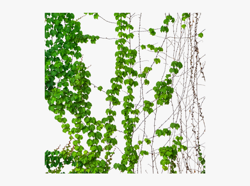Ivy, Vine, Vines, Transparent, Green Vines - Illustration, HD Png Download