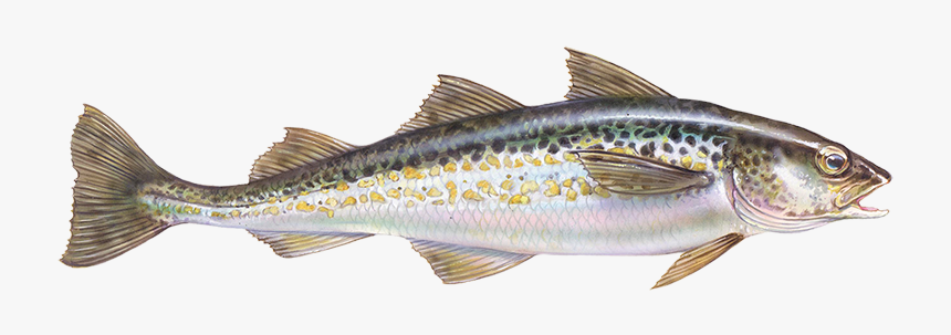 Alaska Pollock, HD Png Download