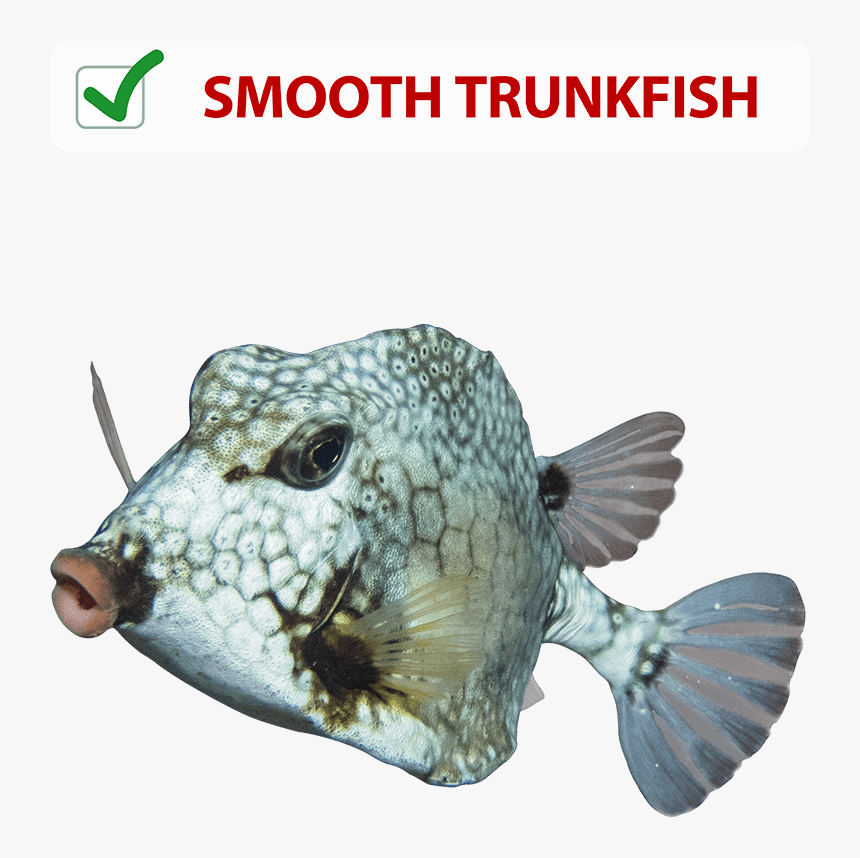 Trunkfish, HD Png Download