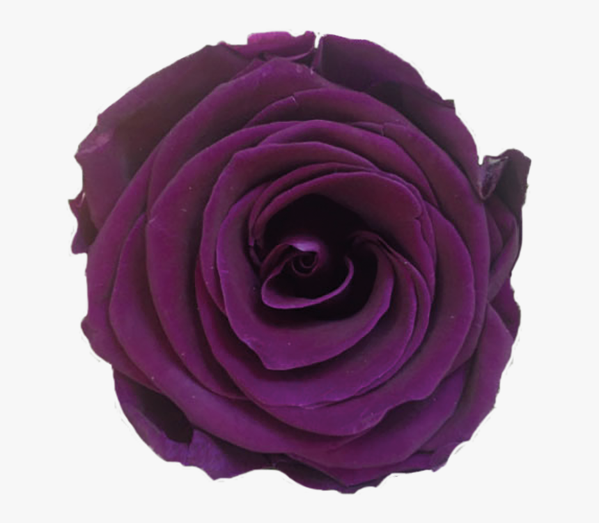 Ice Rose Plum - Floribunda, HD Png Download