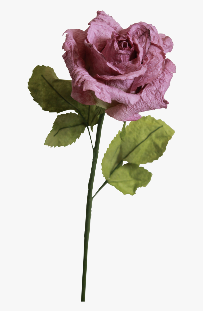 Light Purple Roses - Transparent Light Pink Rose, HD Png Download
