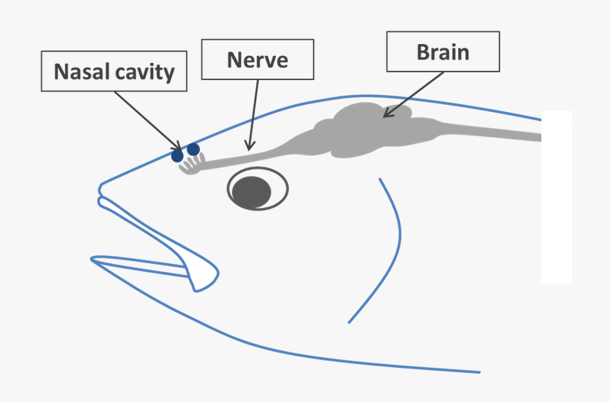 Nasal Cavity In A Fish, HD Png Download