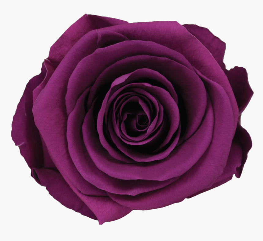 Plum Roses, HD Png Download