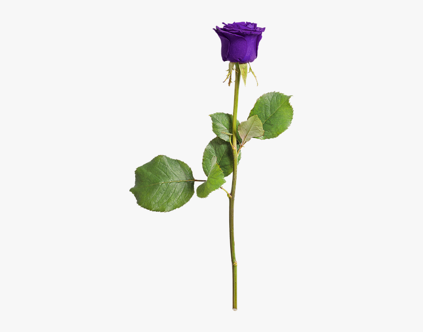 Rose, Isolated, Love, Flower, Violet, Romance - Purple Rose With Stem Transparent, HD Png Download