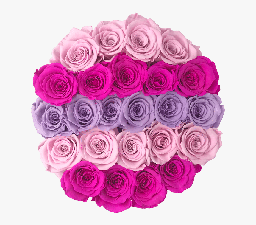 Garden Roses, HD Png Download