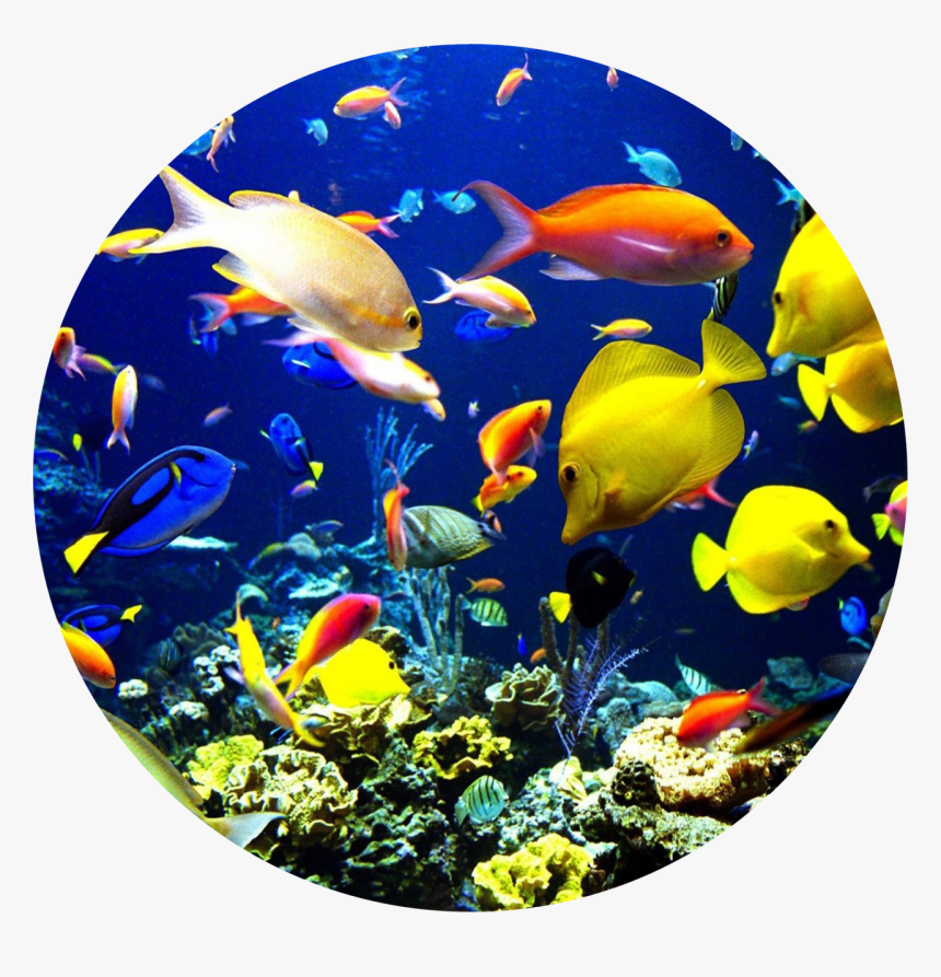 Transparent Fish Swimming Png - Que Es Biodiversidad Marina, Png Download