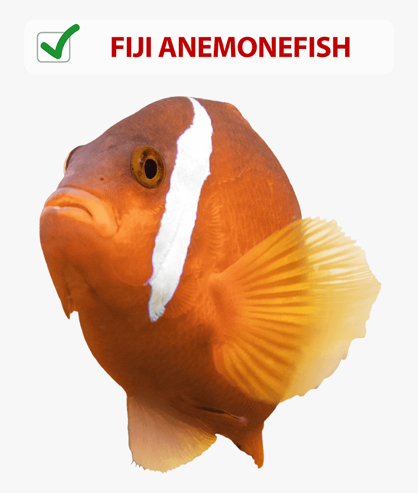 Coral Reef Fish, HD Png Download