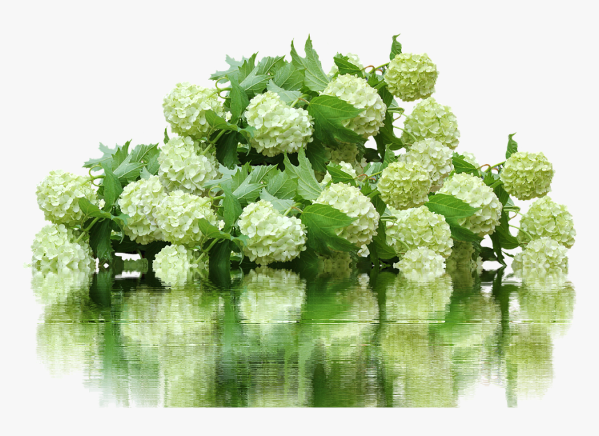 This Alt Value Should Not Be Empty If You Assign Primary - Hydrangea Bush Png, Transparent Png