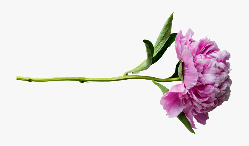 Peonies Png Transparent - Peony Png Transparent, Png Download