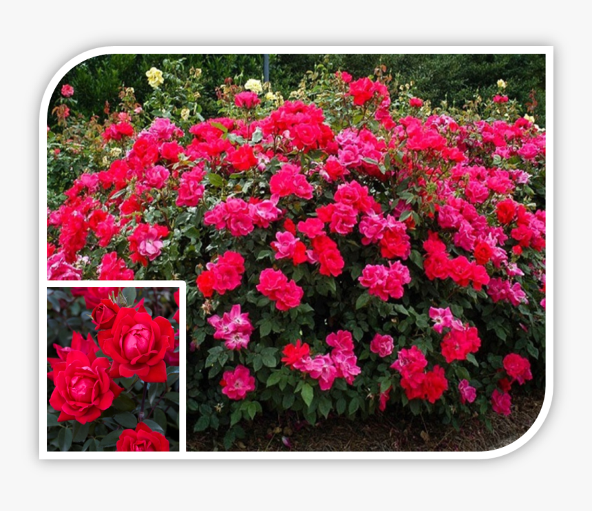 Picture - Drift Rose Red, HD Png Download