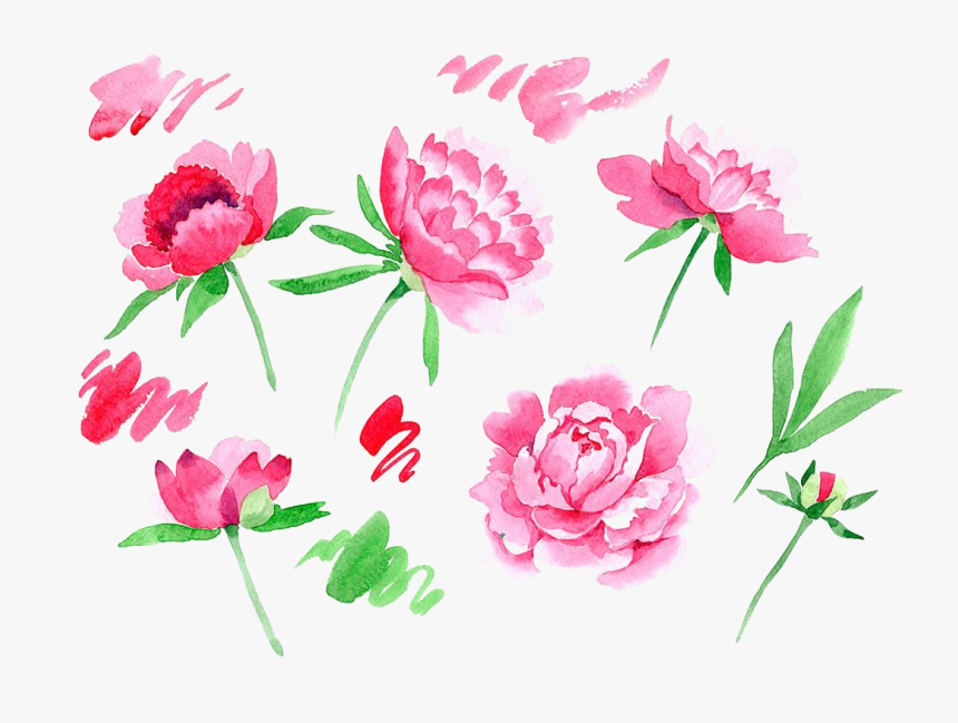 Peonies Png Image - Common Peony, Transparent Png