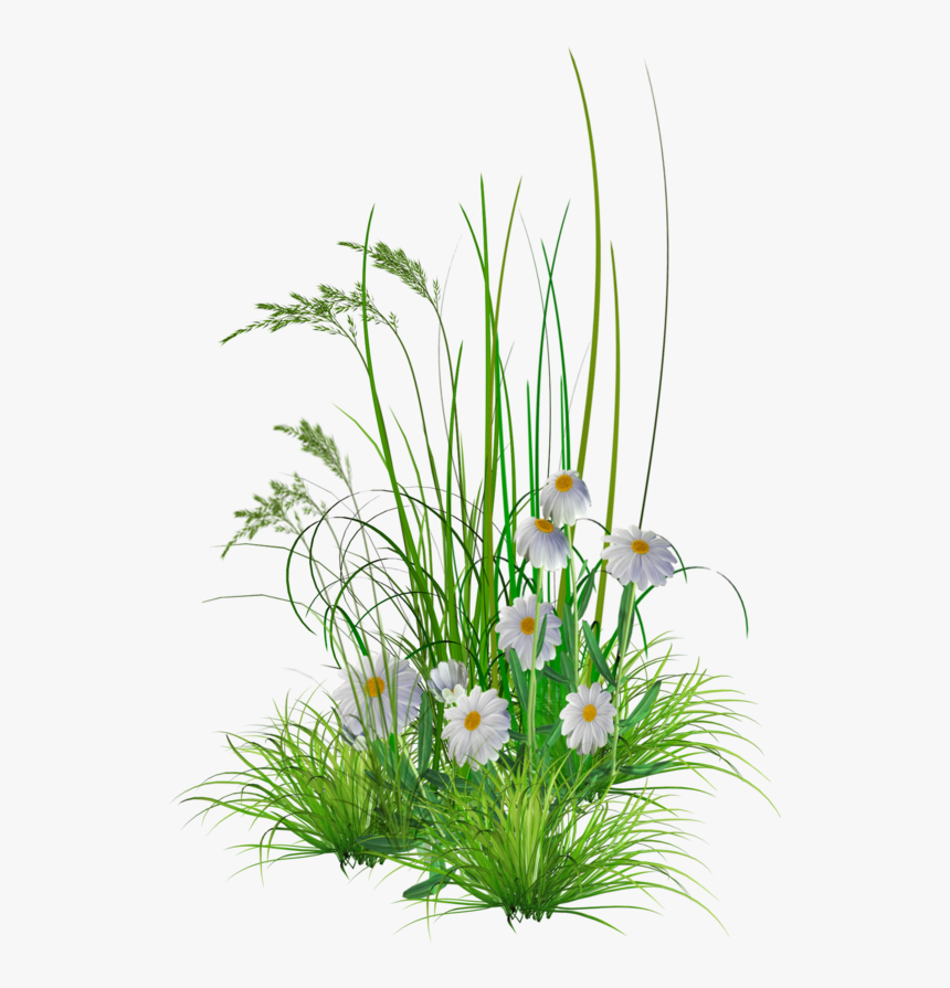 Photos V - Garden Flower Grass Png, Transparent Png