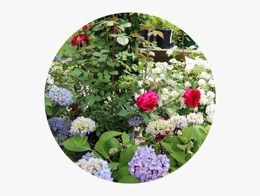 Plants - Common Zinnia, HD Png Download