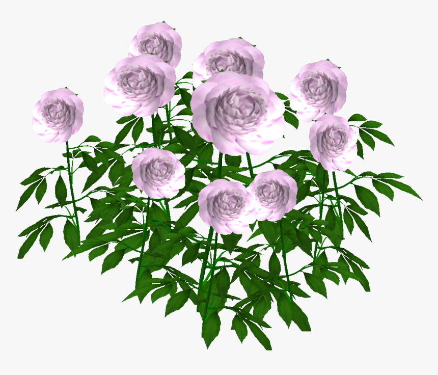 Floribunda, HD Png Download