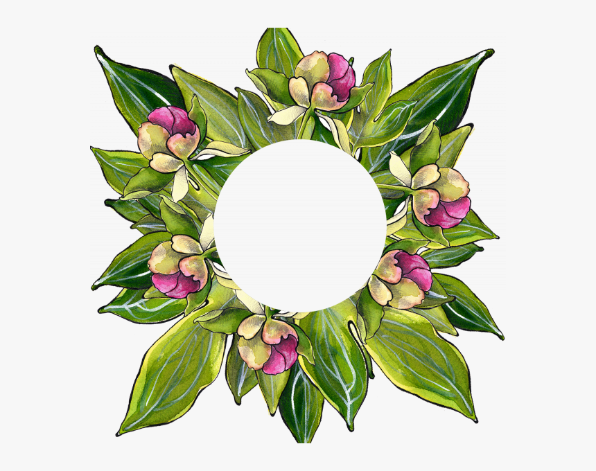 Transparent Peony Outline Png - Bouquet, Png Download