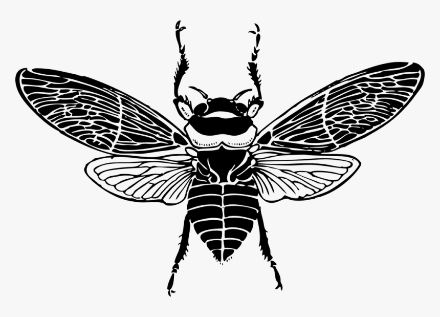 Top, Bee, Wings, Insect, Honey - Bee Top View, HD Png Download