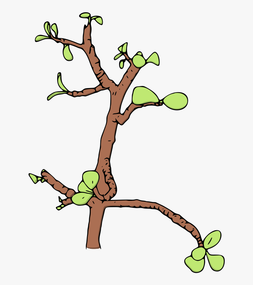 Jade Money Tree Vector Illustration - Clip Art, HD Png Download