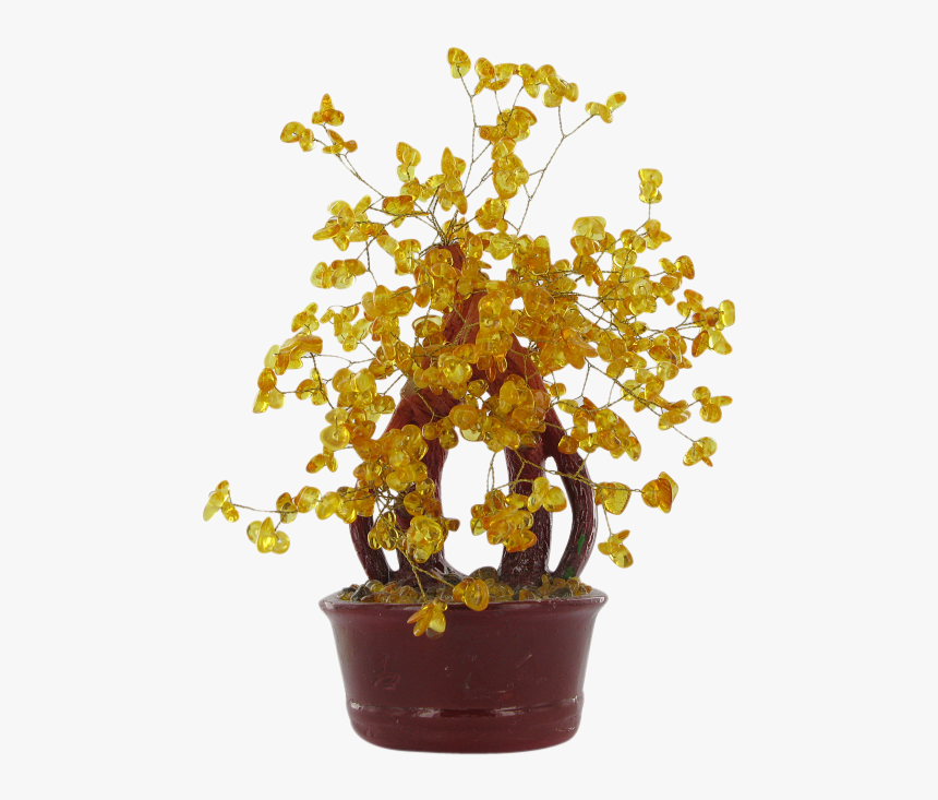 Natural Amber Lucky Money Tree - Houseplant, HD Png Download