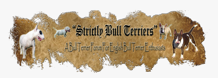 Black-footed Ferret - Snow, HD Png Download