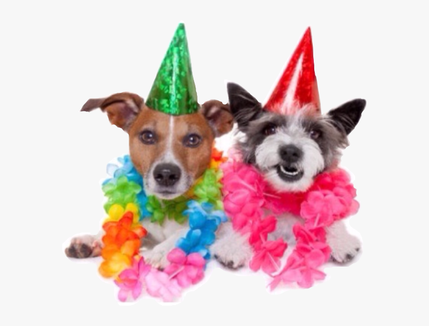 #birthday #party #people #happy#freetoedit - Best Friend Happy Birthday Dogs, HD Png Download