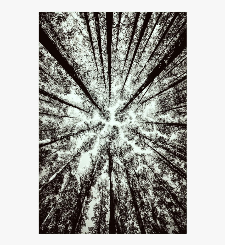 #wood #background #overlay #fotoedit - Grove, HD Png Download