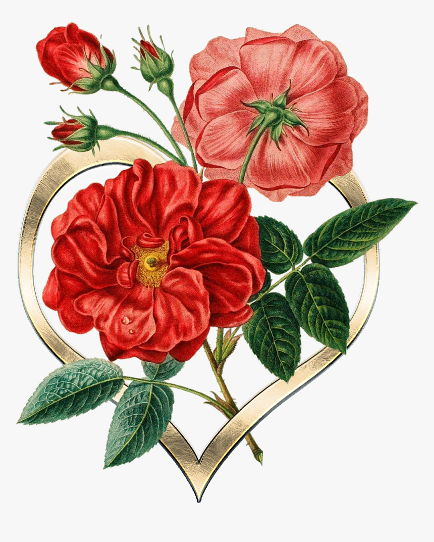 Heart, Metal, Gold, Flowers, Texture, Graphic - Botanical Red Flower Illustrations, HD Png Download