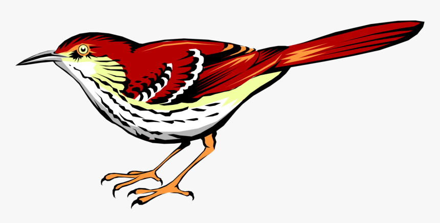 Vector Illustration Of Bright Reddish-brown Thrasher - Vector Brown Thrasher, HD Png Download