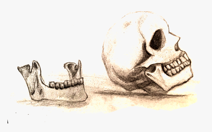 Skull, HD Png Download