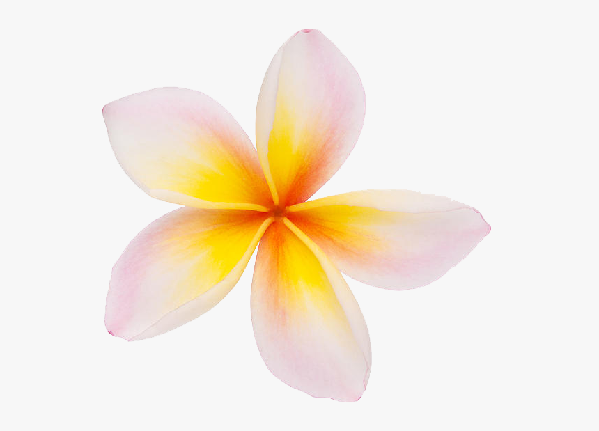 Download Plumeria Png Clipart - Plumeria Clipart Png, Transparent Png