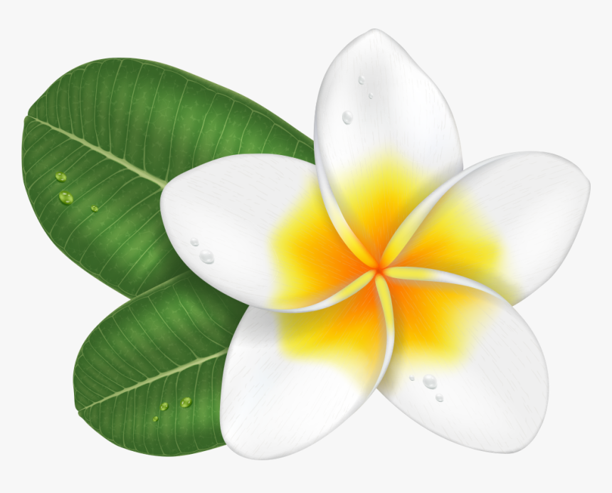 Transprent Png Free Download Plumeria Cartoon- - Plumeria Flower Cartoon, Transparent Png