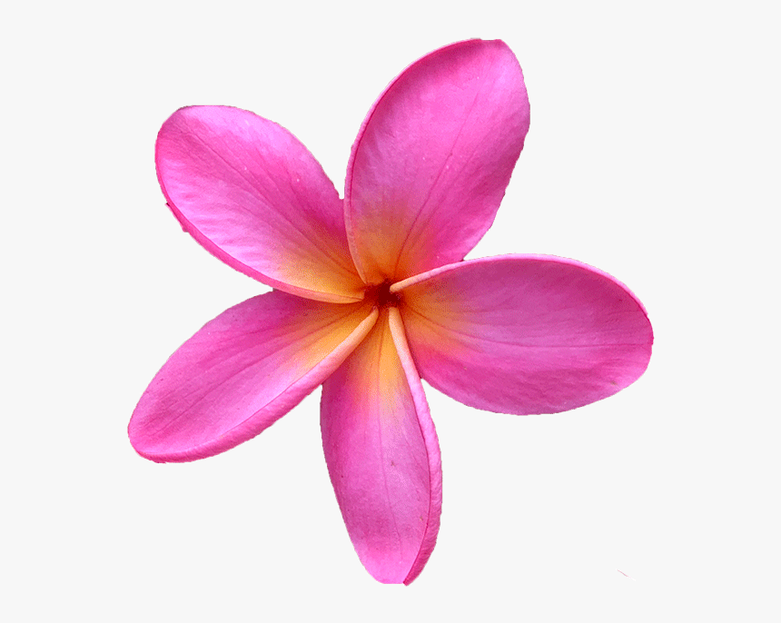 Click Here For Our Entire Plumeria Cutting Collection - Pink Plumeria Flower Png, Transparent Png