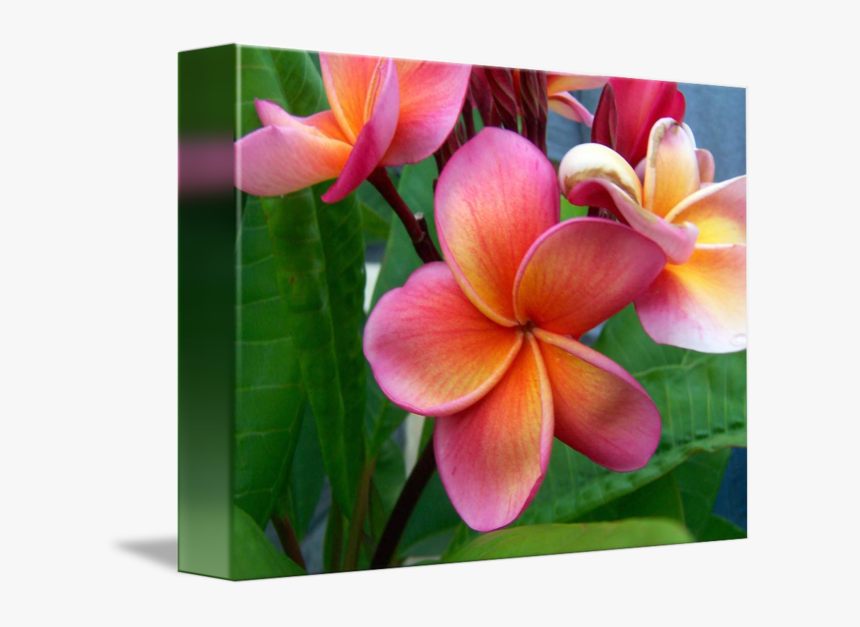 Transparent Plumeria Flower Png - Frangipani, Png Download