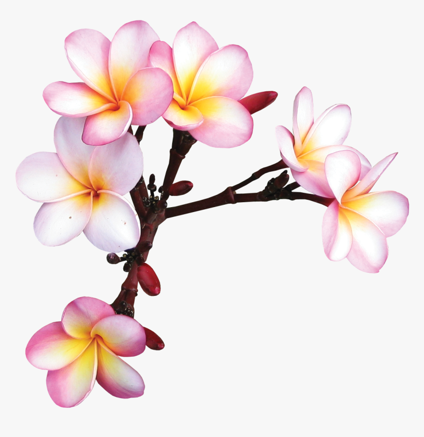 Plumeria Clipart Sticker - Frangipani Drawing Transparent, HD Png Download