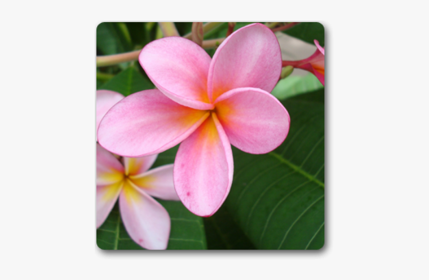 Pink Plumeria, HD Png Download