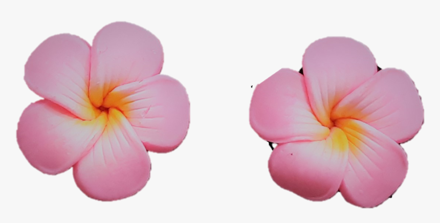 Jennibeans Mini Pink Plumeria - Frangipani, HD Png Download