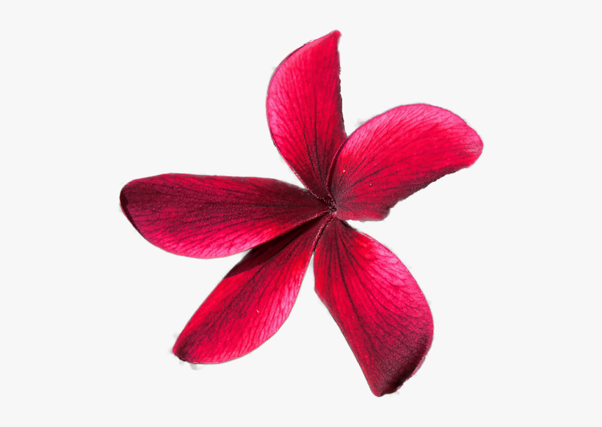 Star Icon, HD Png Download