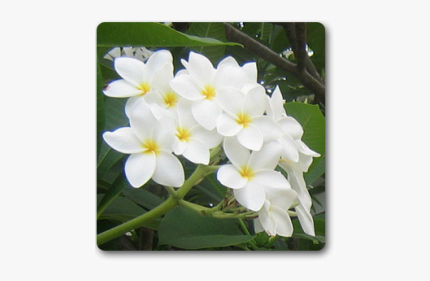 White Flowers Plant, HD Png Download