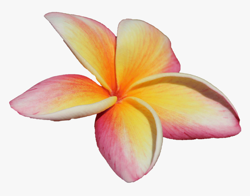 Frangipani, HD Png Download