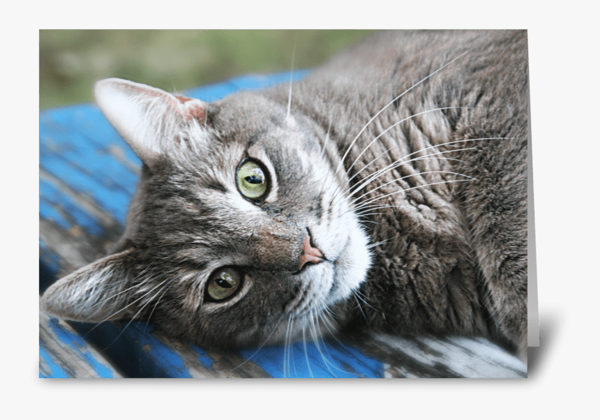 Cat Eyes Greeting Card - Tabby Cat, HD Png Download