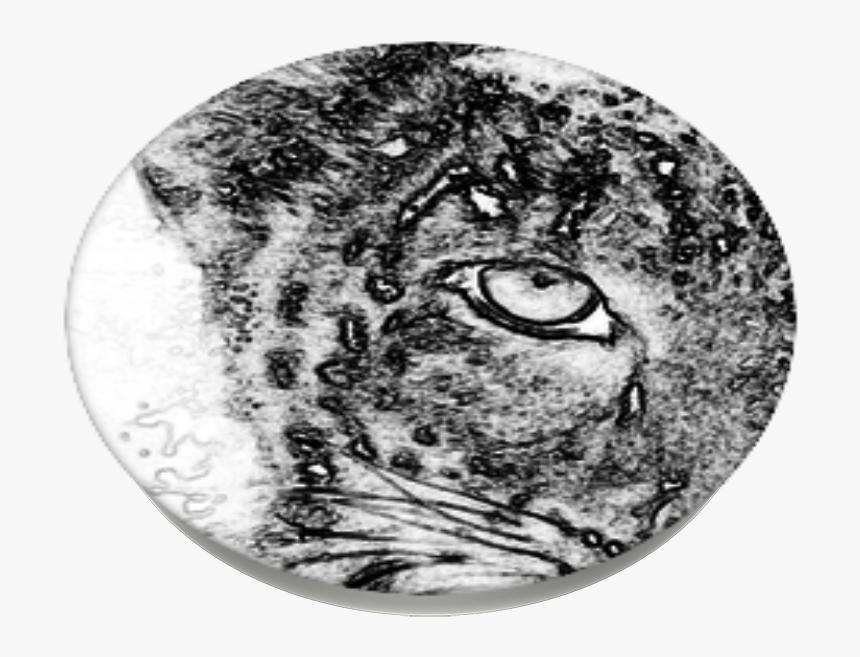 Sketch, HD Png Download