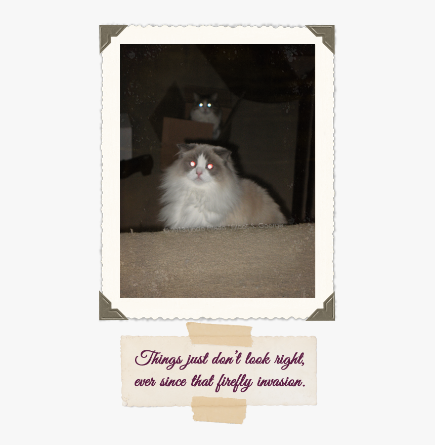 Yeti And Peekaboo Laser Cats - Domestic Long-haired Cat, HD Png Download