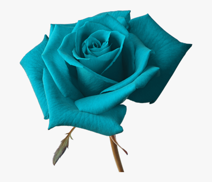 Flor 
cc Por Esha 
cc Si Usasss - Purple Rose Transparent Background, HD Png Download