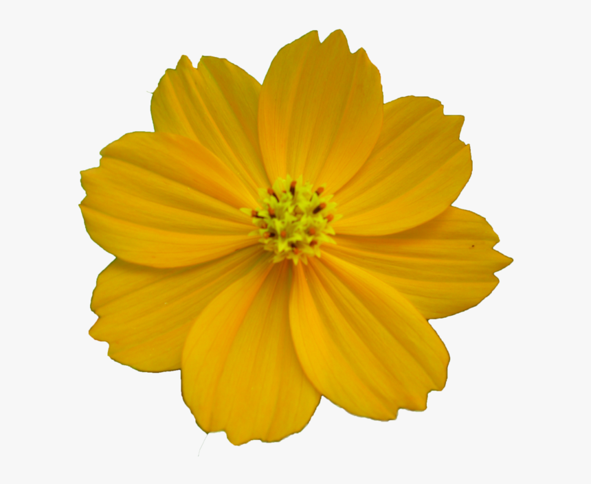 Free Flower Best Clipart Images - Portable Network Graphics, HD Png Download