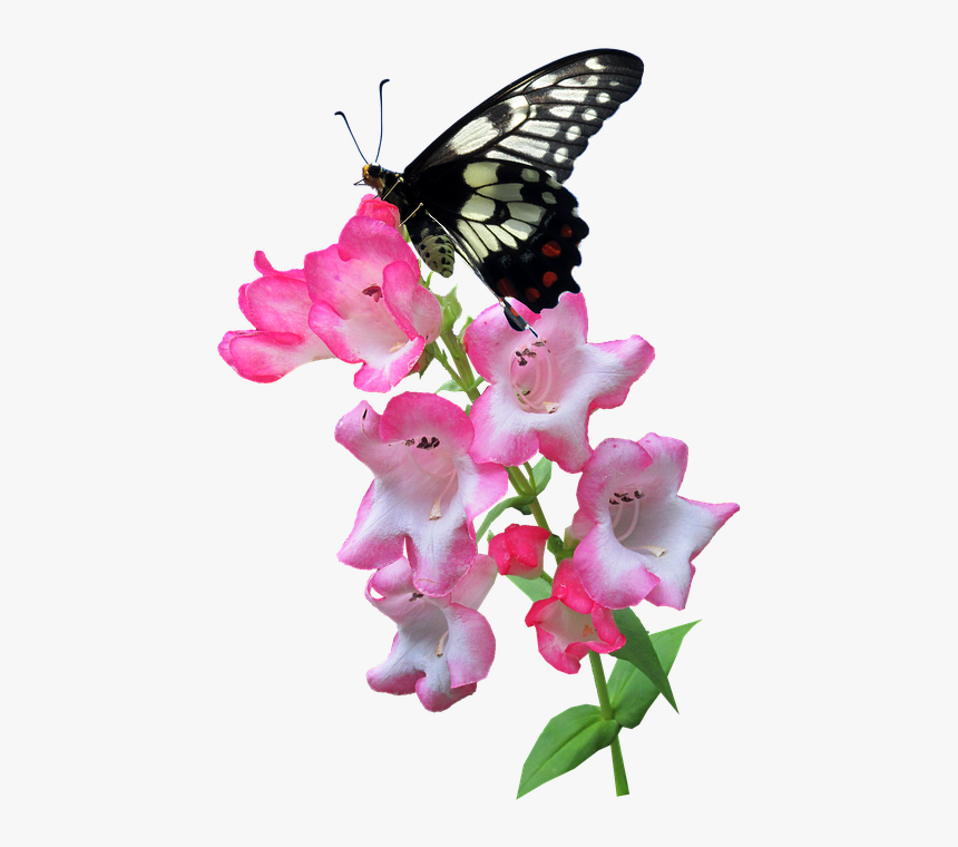 Butterfly, Flower, Summer, Plant, Insect - Butterfly On The Flower Png, Transparent Png