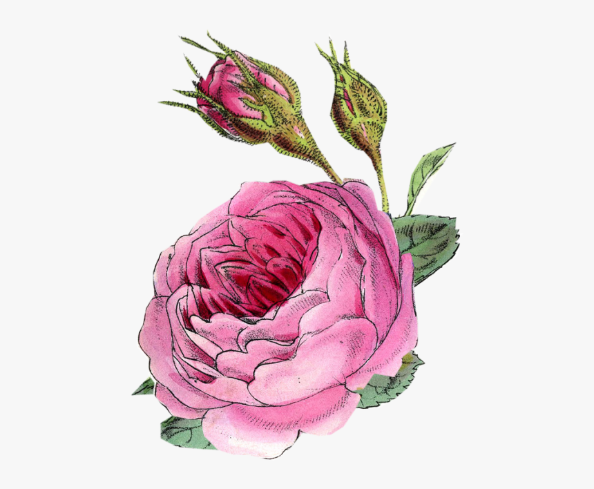 Persian Buttercup, HD Png Download
