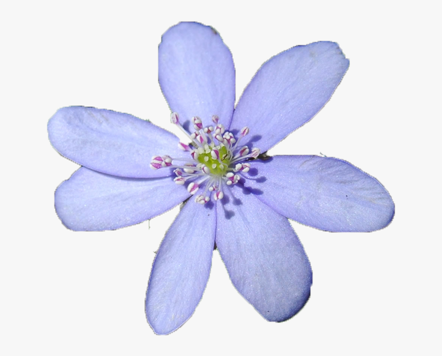 Blue Flower, HD Png Download