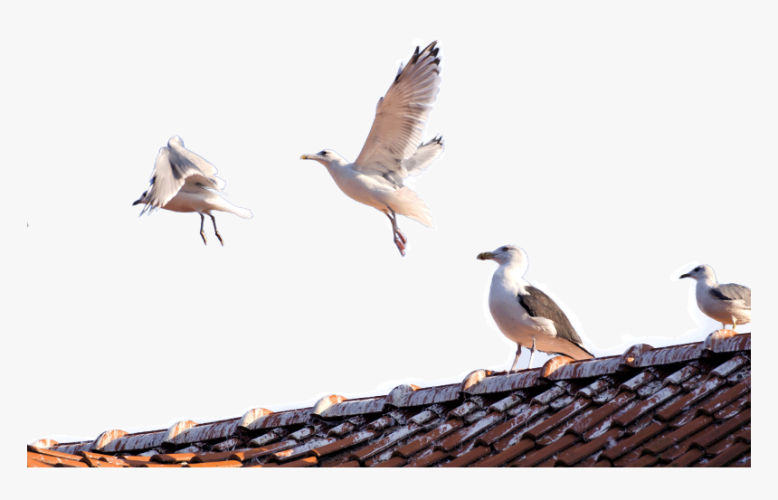 Seagulls Png, Transparent Png