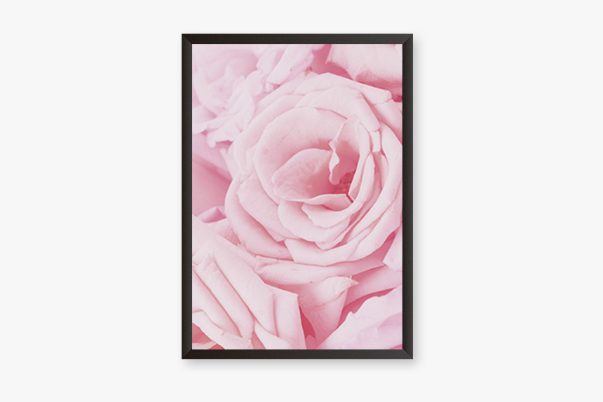 Hybrid Tea Rose, HD Png Download
