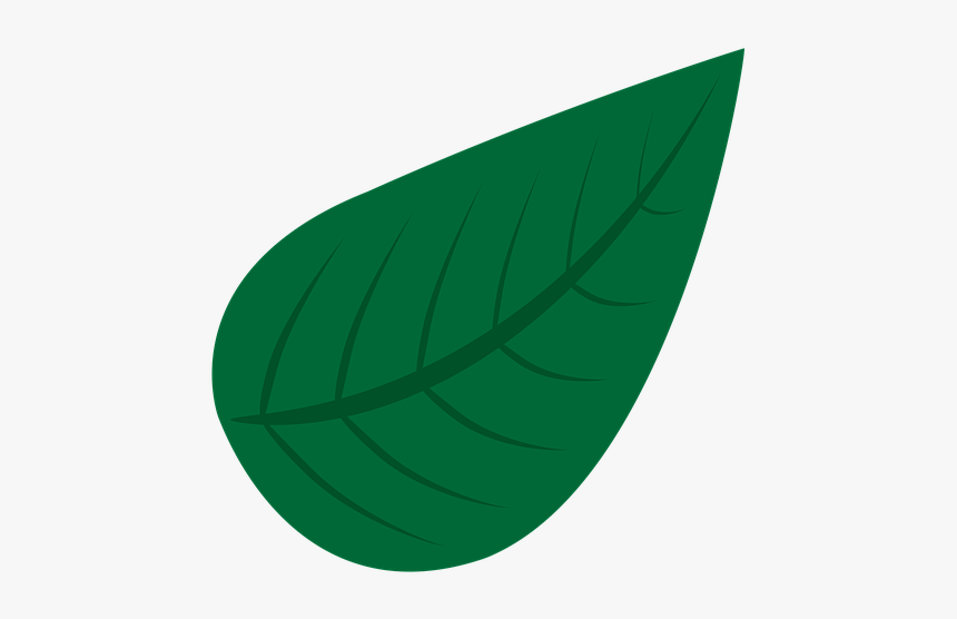 Natural, Green, Leave, Nature, Summer, Garden, Forest - Natural Leave Png, Transparent Png